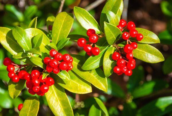 Skimmia berries (Skimmia japonica). Skimmia berries (Skimmia japonica).