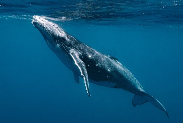 whale