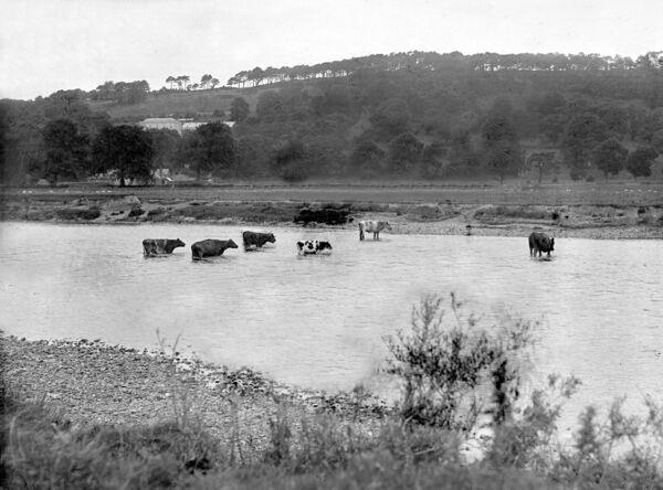 View of River Lee at Leemount, Co. Cork circa. 1935.