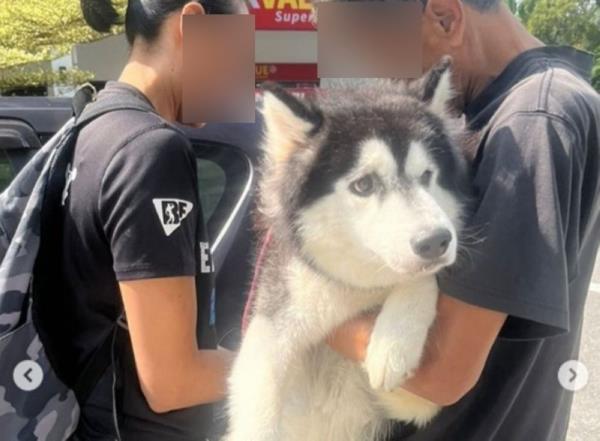 Remember the abused husky in Kajang? The owner just got a RM25,000 fine