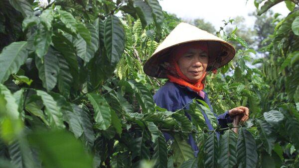 Coffee supply tightens as key Vietnam crop shrinks  