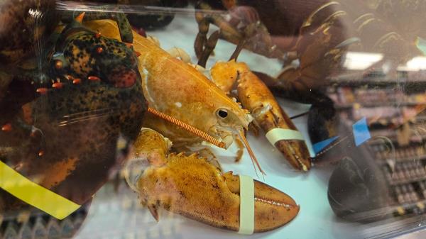 orange-lobster-rescued-in-hamptons