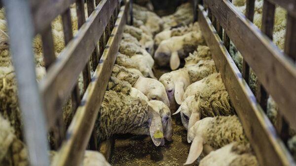 Should I finish my lambs or sell them as stores