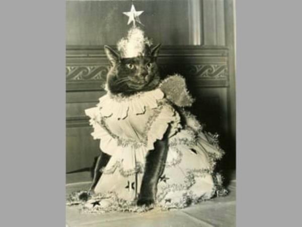 Black and white picture of a cat in an elaborate costume with hat - incredibly, sitting still.