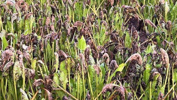 Good season for beet but Cercospora leaf spot causing leaf deterioration