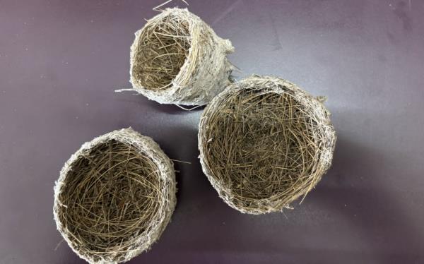 三个小鸟巢坐在桌子上,都是杯状的,大约是咖啡杯大小。它们是由紧密编织的草和树枝构成,外部覆盖着灰色蜘蛛网。