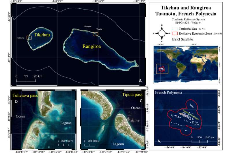 Marine scientists investigate summer gatherings of female great hammerhead sharks in French Polynesia