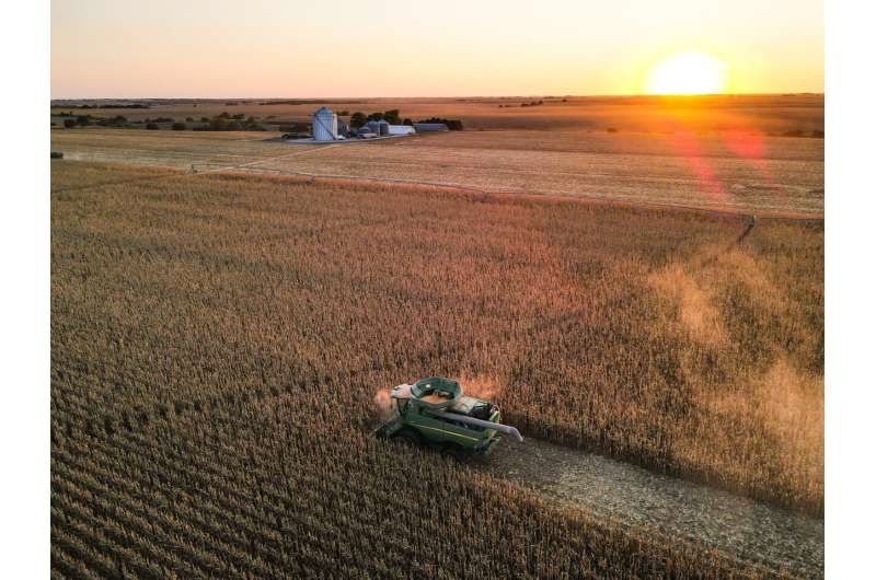 Genetic changes have decreased maize's tolerance to severe heat stress and increased resilience to moderate heat stress