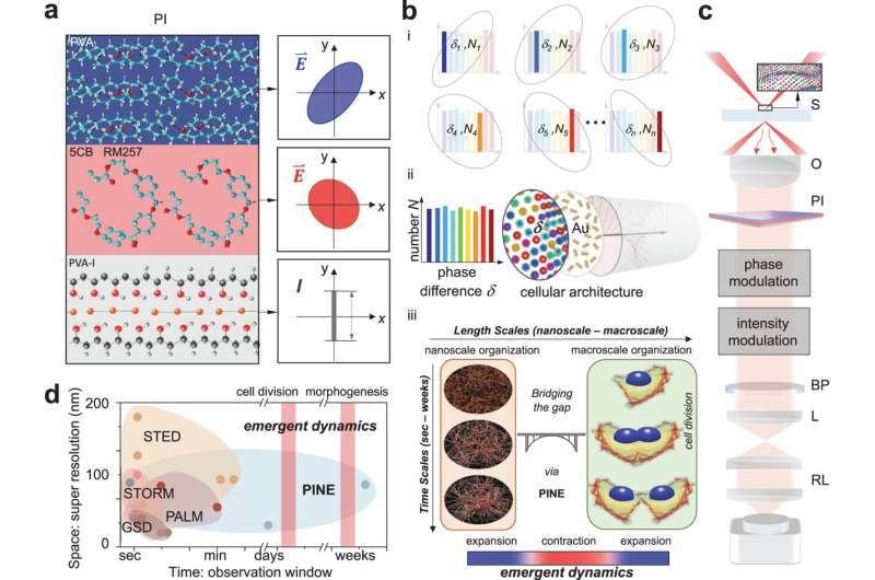 New kind of superresolution explores cell division
