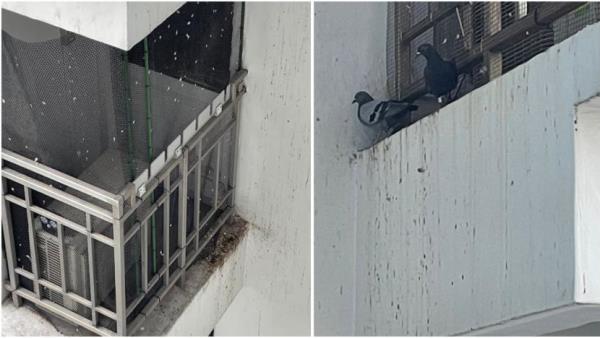 'Feathers everywhere in the house': Residents of Depot Road HDB block plagued by pigeons