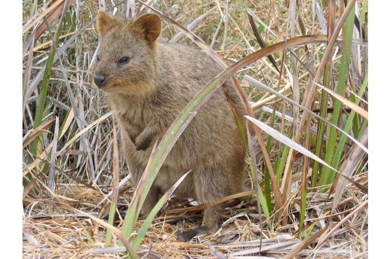 quokkas