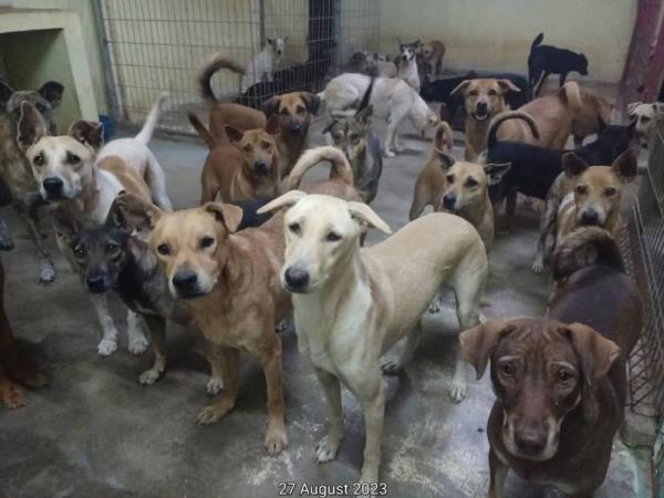 Animal shelter Malaysian Dogs Deserve Better makes urgent appeal for public donations