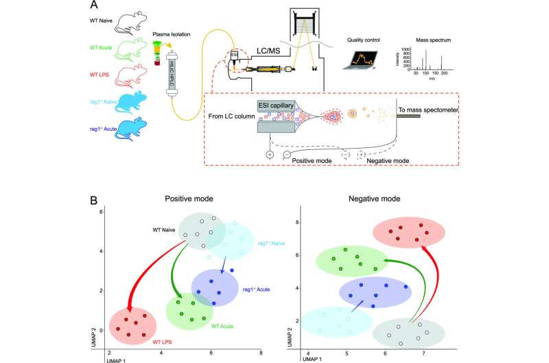 Inflammation slows malaria parasite growth and reproduction in the body