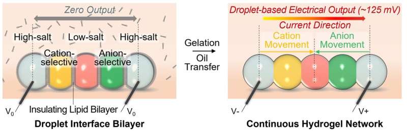New 'droplet battery' could pave the way for miniature bio-integrated devices