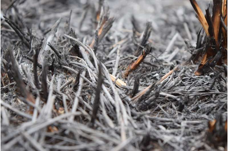 burnt land