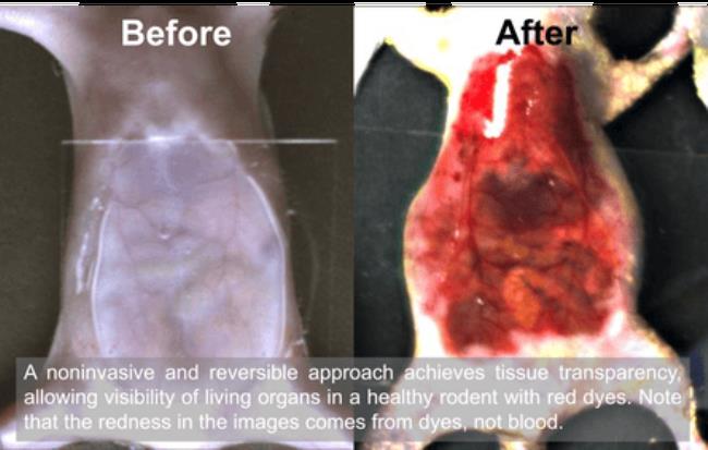 Before and after images of the use of the dye on a rodent. In the second image the internal images can be seen in red.