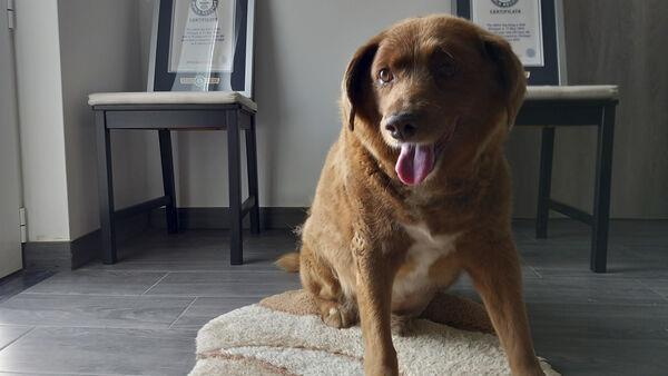 ‘World’s oldest dog’ title under review as claim is investigated