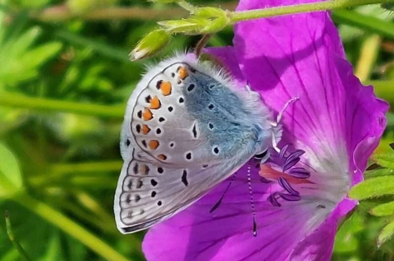 Human activities appear to drive insect declines in Europe
