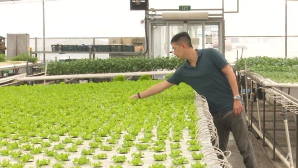Cloudy with a chance of unaffected produce: Urban farms stay resilient against weather