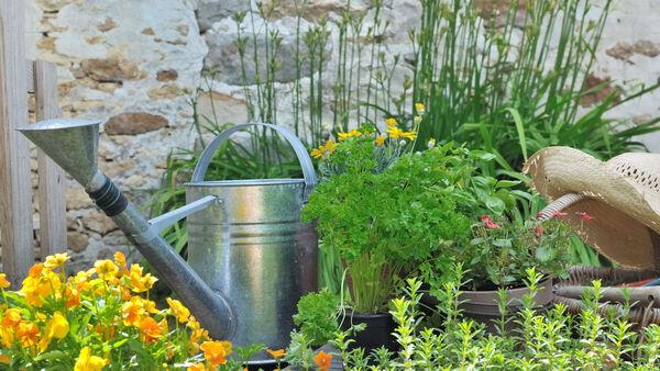 Growing herbs: Simple tricks to ensure your plants thrive