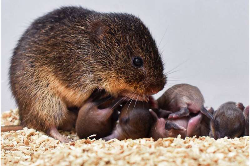 A father's care could slow aging, alter brains and behavior
