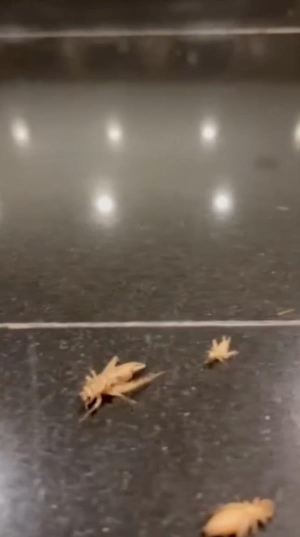 Images of the bugs.