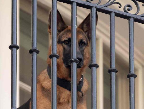 President Biden's dog Commander