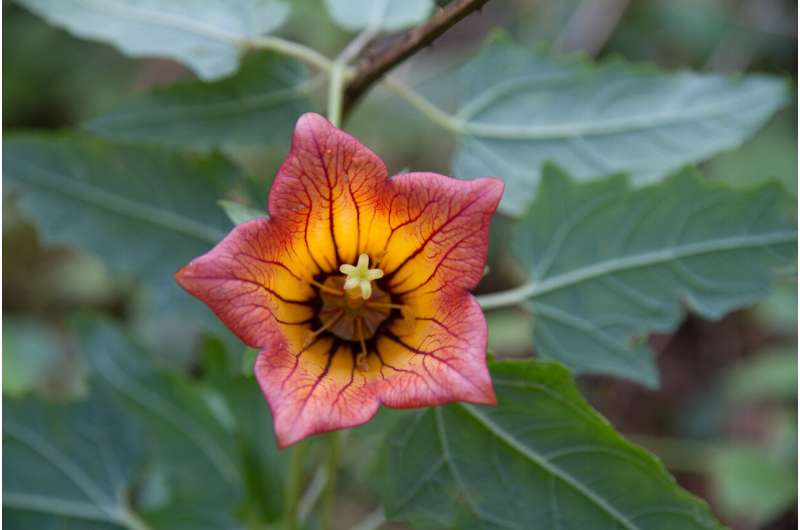 Patterns of biodiversity unveiled