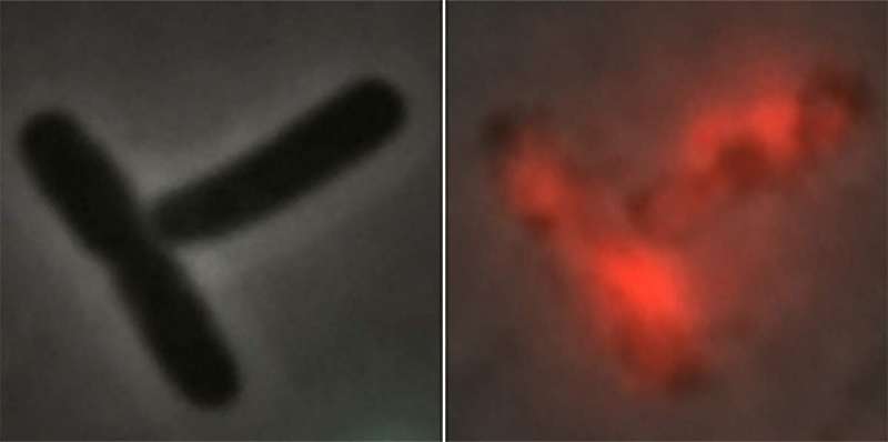 A newly discovered immune strategy protects bacteria and more advanced species, from corals to bees