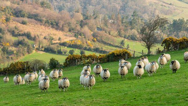 17,000 farmers in Sheep Improvement Scheme to receive balancing payments