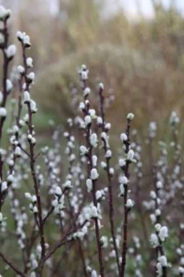 Close up of willows