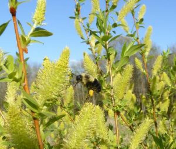 Willows are one of the earliest plants to flower in the springtime, which makes them a vital food source for pollinators.