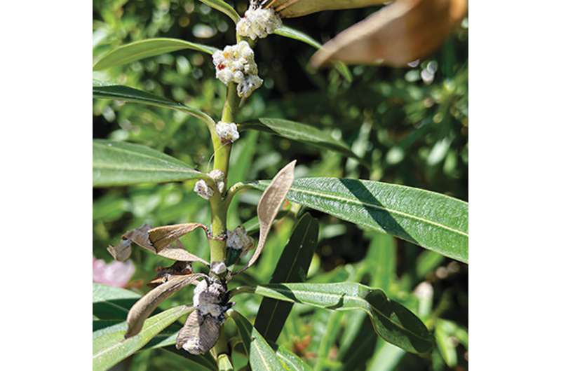 Faster, safer field diagnostic kit for Lebbeck mealybug