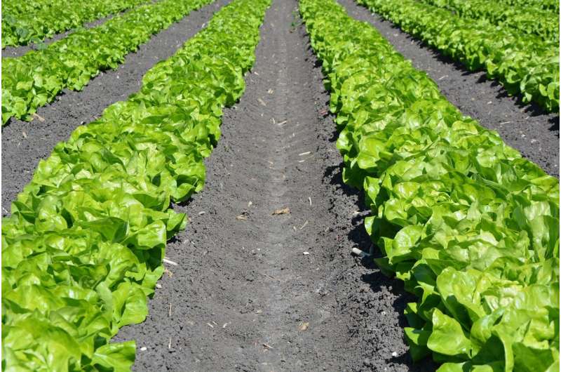 lettuce plants