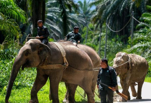 Fatal elephant attack on guard in Gua Musang: Perhilitan says no electric fence, elephant-proof trenches in location