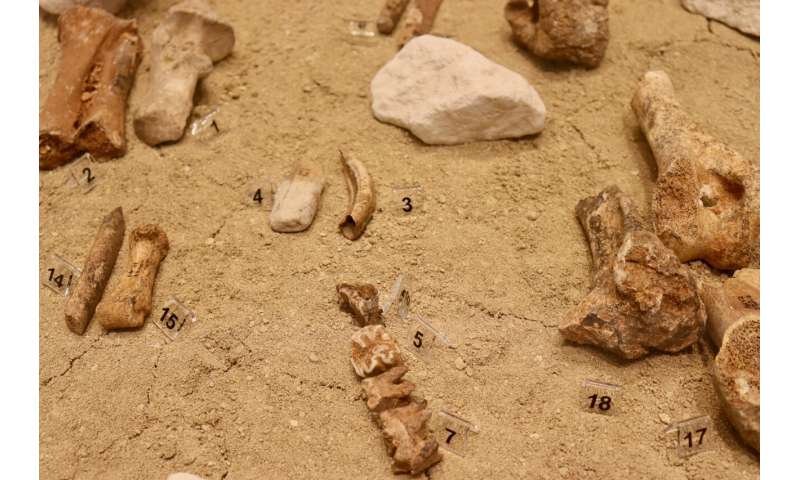 揭开古代欧洲灭绝之谜：旧石器时代塞浦路斯岛侏儒巨型动物消失