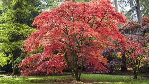 Peter Dowdall: Why I love the Japanese maple in November