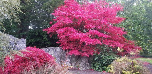 Different forms of Japanese maples with stunning autumn foliage. Different forms of Japanese maples with stunning autumn foliage.