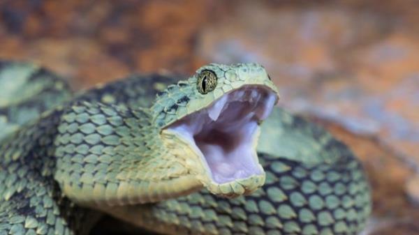 Venomous Bush Viper Snake (Atheris squamigera) with Open Mouth
