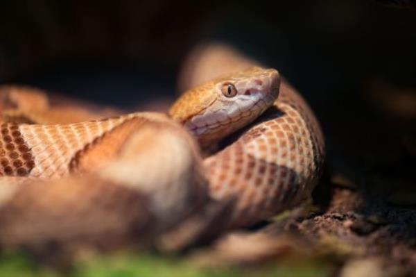 This photograph shows the difference between the color patterns of the two most common copperheads in the United States. The southern copperhead is the lighter colored snake, and the northern copperhead is the darker colored snake. They are also known as: Copperhead, Highland Moccasin, Dumb Rattlesnake, Red Adder, Red Eye, Red Snake, White Oak Snake, Deaf Snake, Beech-leaf Snake, Chuck head, Chunkhead, Copper Adder, Copper-bell, Deaf Adder, Hazel Head, Popular Leaf Snake, Thunder Snake, or Harlequin Snake.