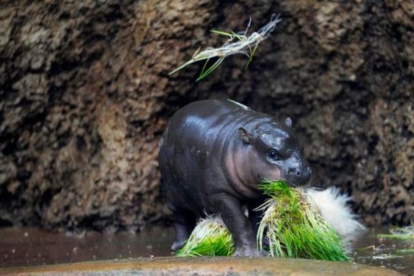 Czech Republic Baby Pygmy Hippo