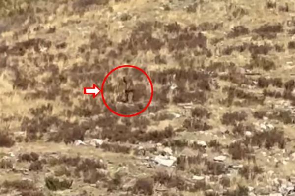 So-called Bigfoot sighting in Colorado, October 2023