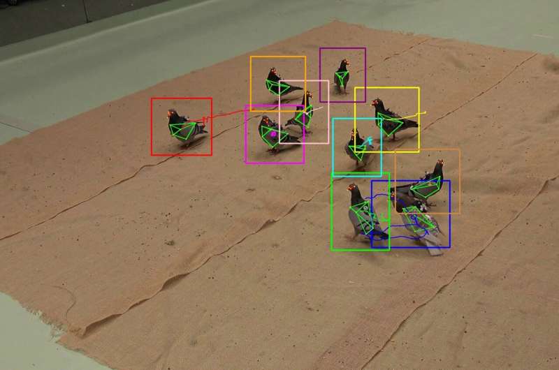 Studying animal behaviour without markers