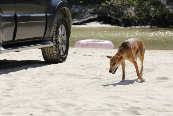 A four-year-old girl has been airlifted to Hervey Bay hospital after being bitten by a dingo on K’Gari this morning. 