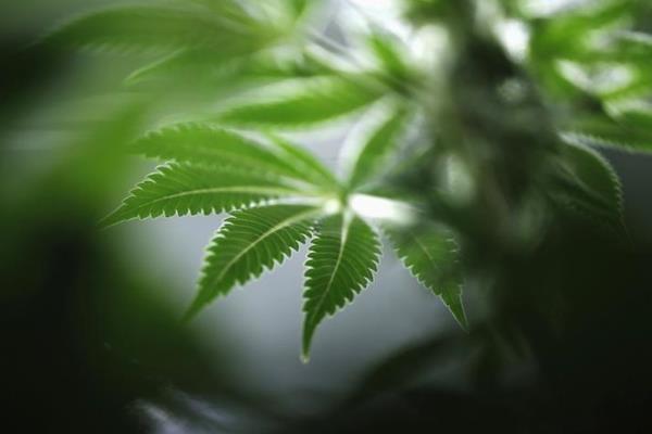 德国内阁批准具有里程碑意义的法案，合法化大麻使用