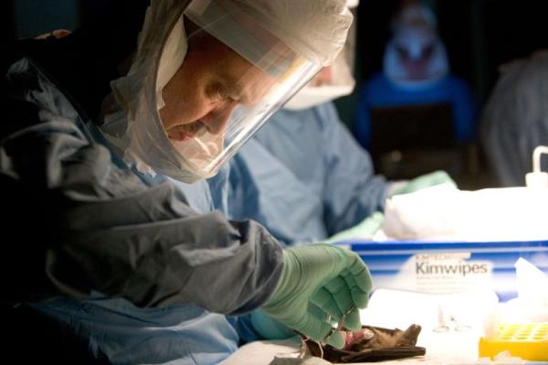 A scientist checks for Marburg virus antibodies in a bat near a lead and gold mine in Kitaka inside the Kitomi forest reserve, about 300km from Kampala