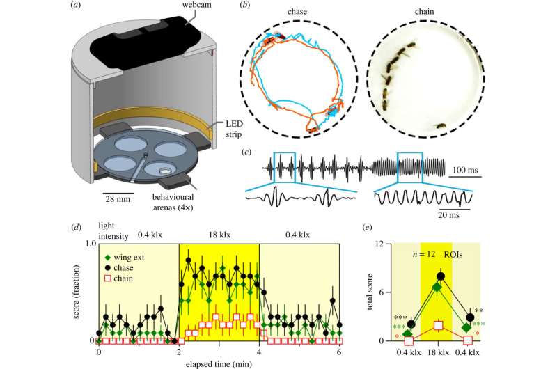 The surprising behavior of male fruit flies under intense light conditions
