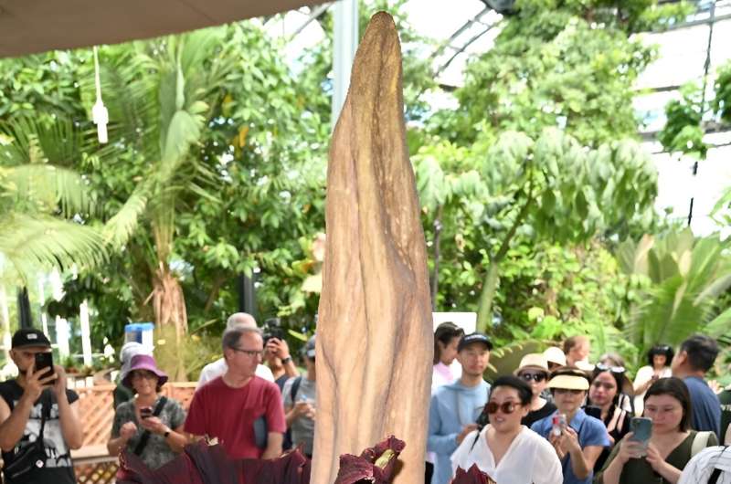 Blooming smelly: The corpse flower is a thing of beauty to look at, but -- whoa! -- that stench!