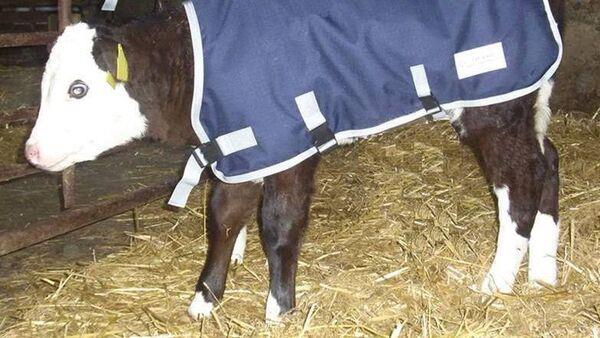 Hazel Mullins: The Santa 'spring essential' list for healthy calves