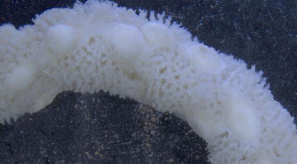 A new species of sponge-associated zoantharian